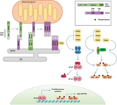 Mitochondrial Interactome: A Focus on Antiviral Signaling Pathways